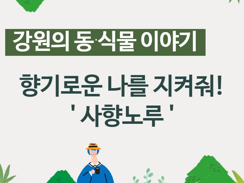 (강원의 동식물)향기로운 나를 지켜줘!사향노루 