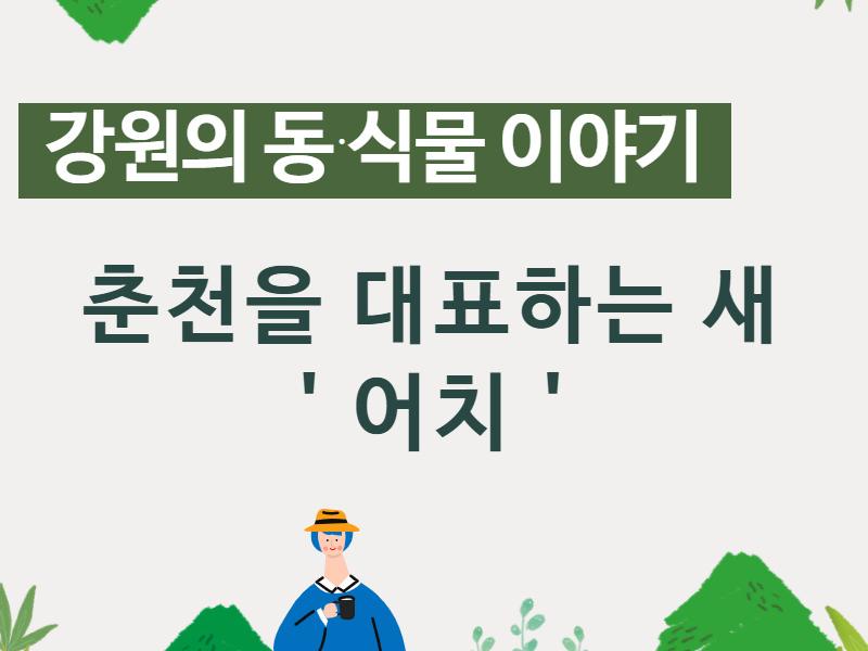 (강원의 동식물)춘천을 대표하는 새, 어치 