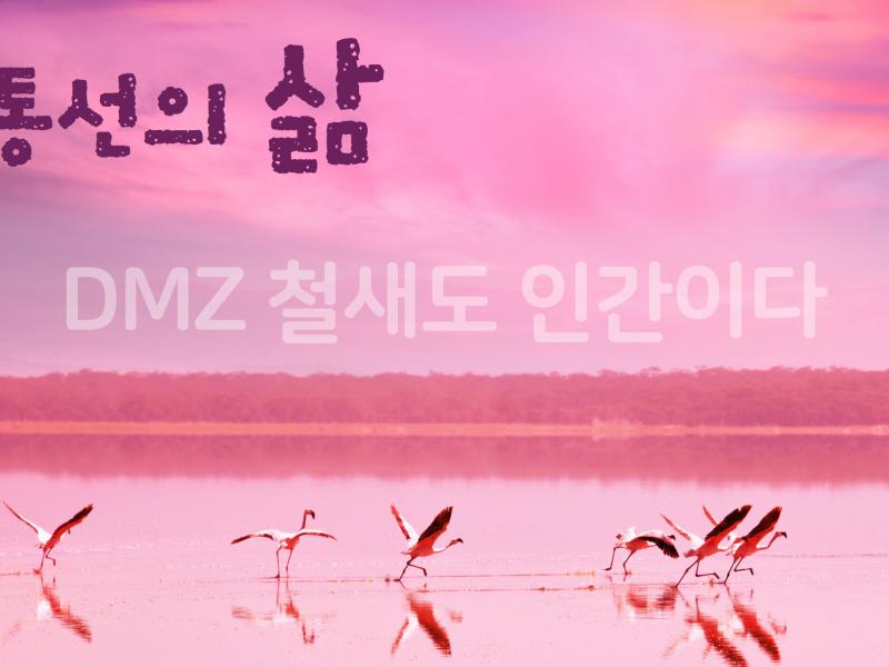(민통선의삶)DMZ 철새도 인간이다