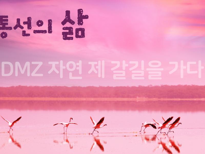 (민통선의삶)DMZ 자연 제 갈길을 가다 