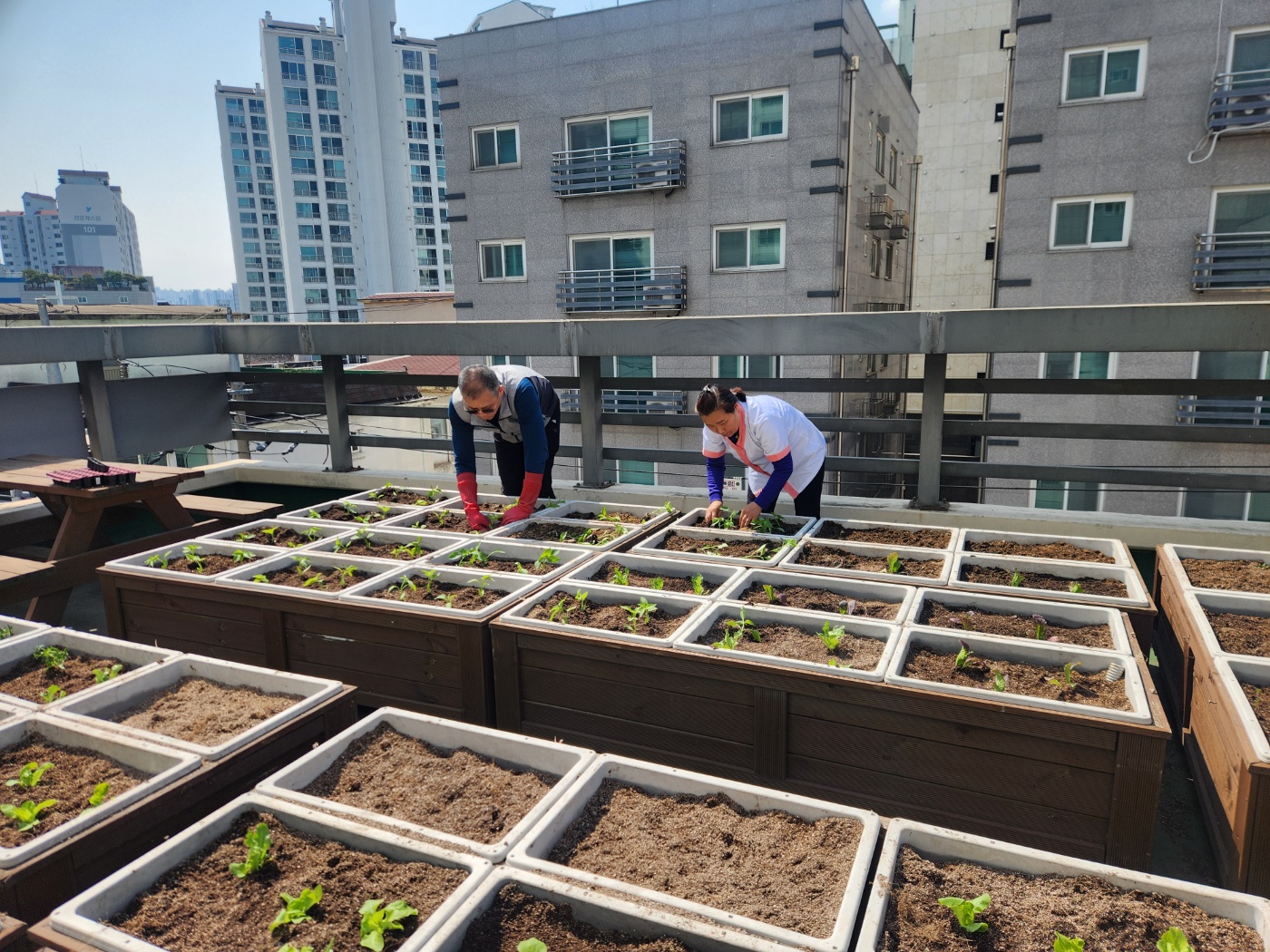 식목일 기념, 옥상텃밭 개시(250404).jpg